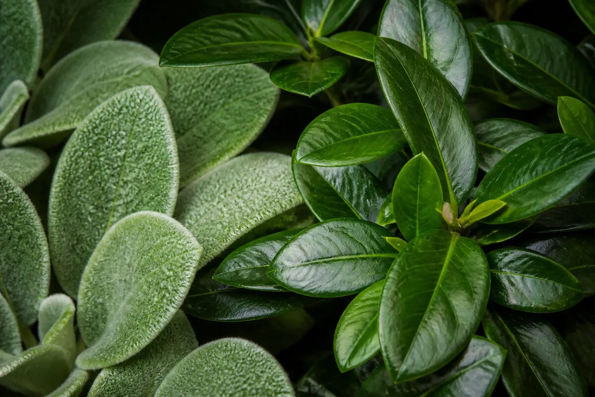 3 clés pour choisir vos végétaux d'ossature 📐