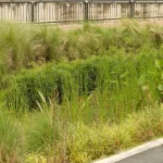 Jardin de pluie esthétique avec galets et plantes près d’une terrasse