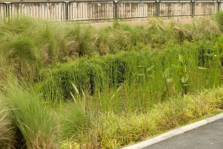 Jardin de pluie esthétique avec galets et plantes près d’une terrasse