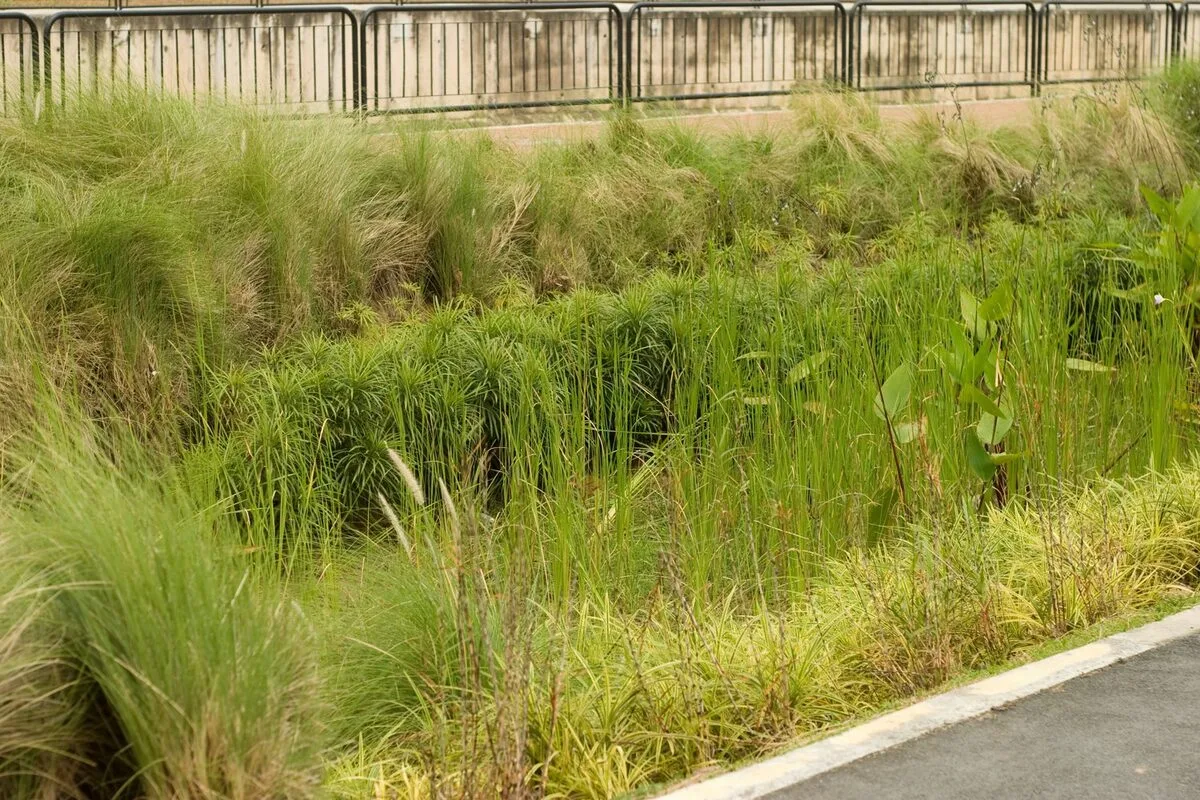 Jardin de pluie esthétique avec galets et plantes près d’une terrasse