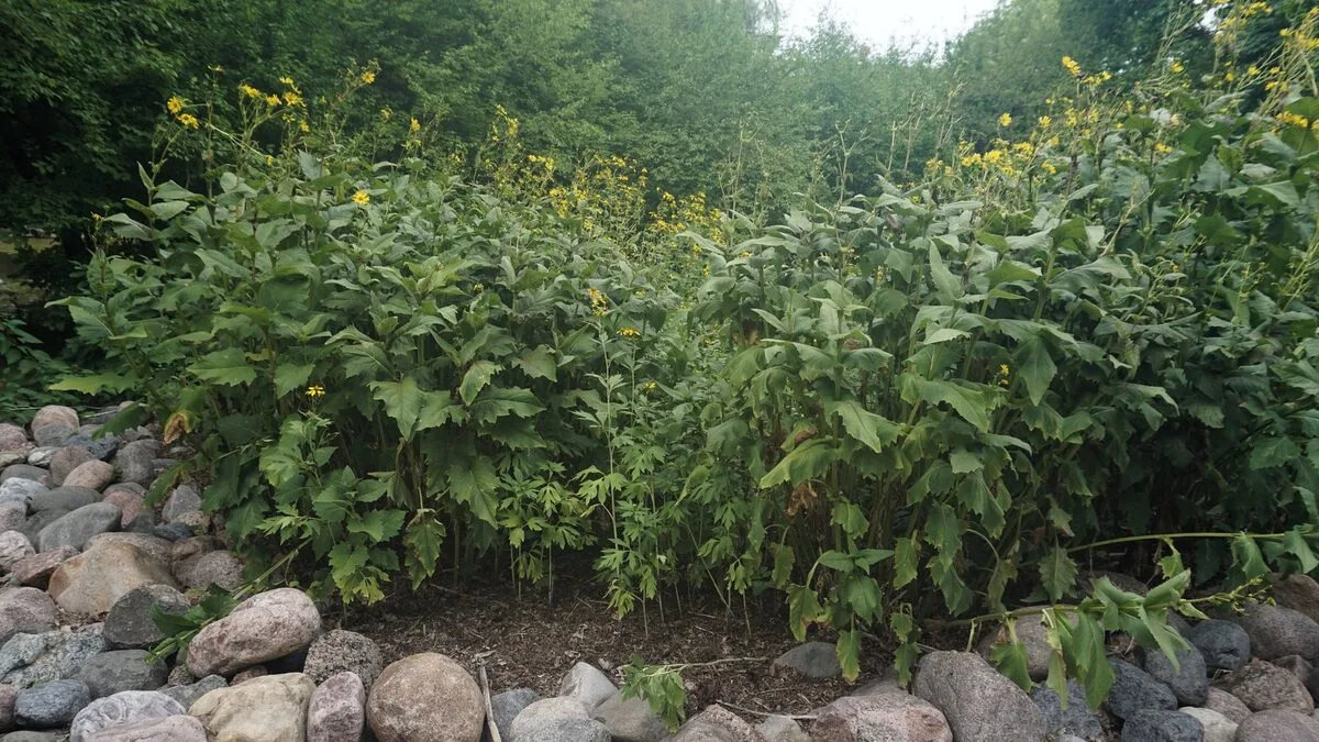 Jardin de pluie végétalisé au bord d’une terrasse après une averse