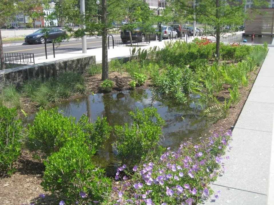 Bordure de jardin de pluie avec pierres naturelles et cheminement extérieur